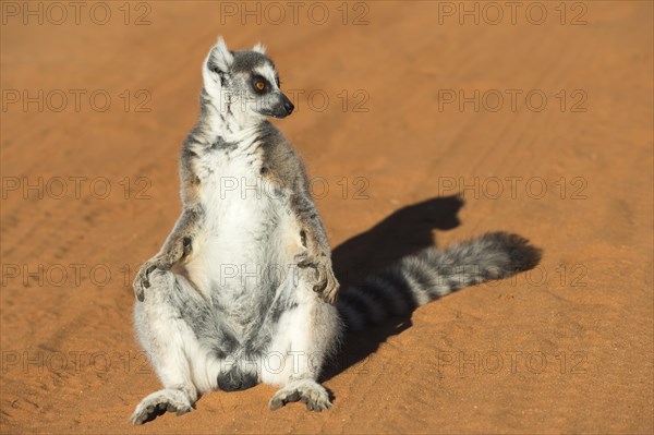 Ring-tailed Lemur (Lemur catta)