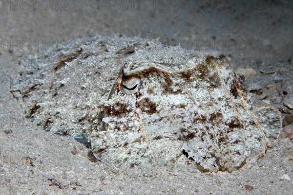 Broadclub cuttlefish (Sepia latimanus) camouflaged in the sand
