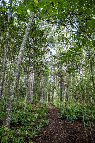 Path through Kauri Forest