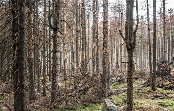 Large areas of dead forests in the Harz Mountains due to drought