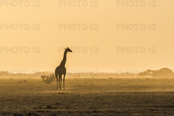 A Angolan Giraffe (Giraffa camelopardalis angolensis) stands in the evening light in the dusty savannah
