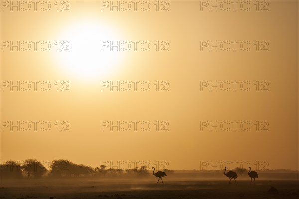 Common ostriches (Struthio camelus)