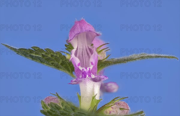 Spotted deadnettle (Lamium maculatum) against a blue background