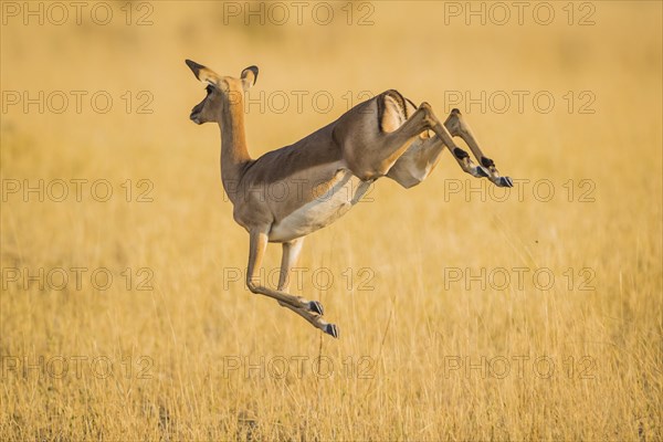 Impala (Aepyceros melampus)