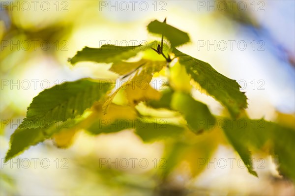 Autumn leaves of a Hop Hornbeam (Ostrya carpinifolia) in Markt Schwaben