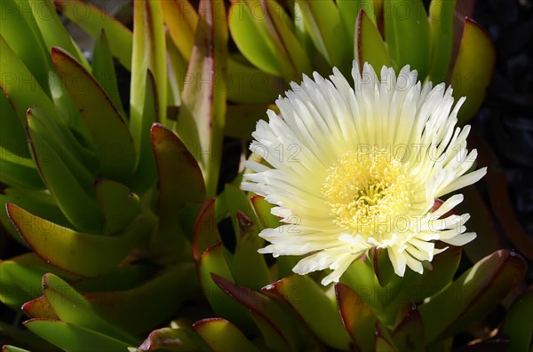 Ice plant