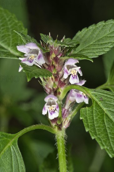 Common Hemp-nettle (Galeopsis tetrahit)