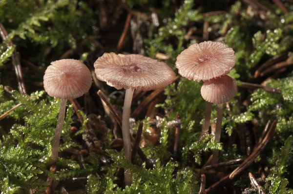 Pink Bonnet (Mycena rosella)