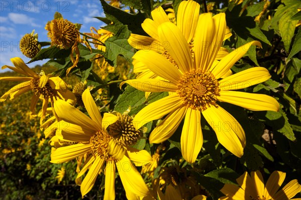 Tree marigold