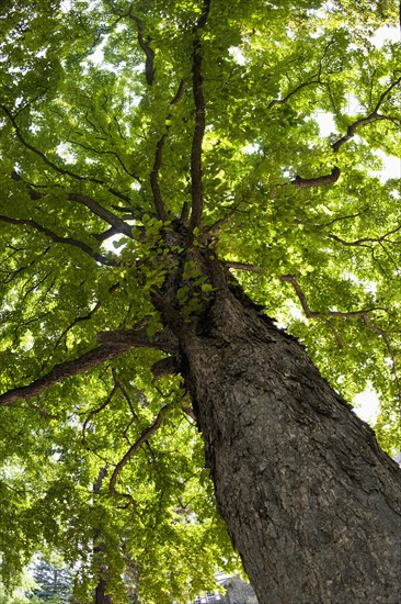 Turkish Hazel (Corylus colurna)