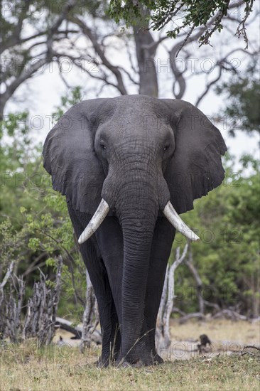 African Bush Elephant (Loxodonta africana)