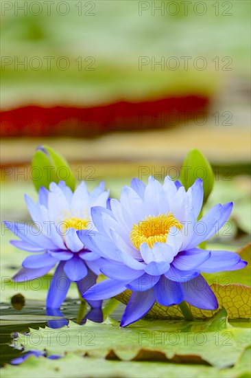 Giant Water Lilies (Nymphaea gigantea)