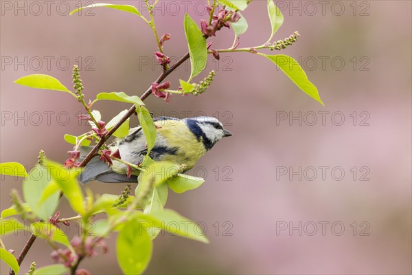 Blue Tit (Cyanistes caeruleus syn Parus caeruleus)