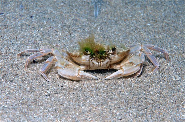 Swimming Crab (Macropipus holsatus)