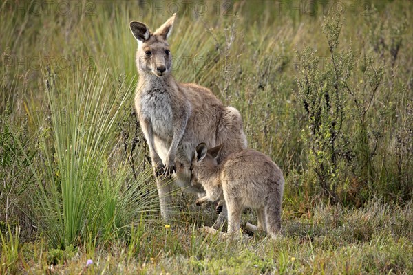 Eastern Grey Kangaroo (Macropus giganteus) female with joey