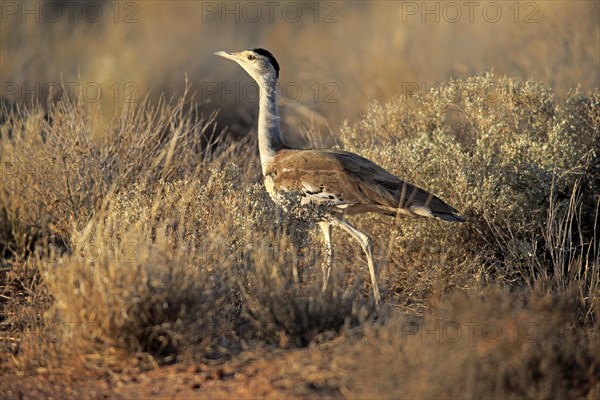 Australian Bustard (Ardeotis australis)