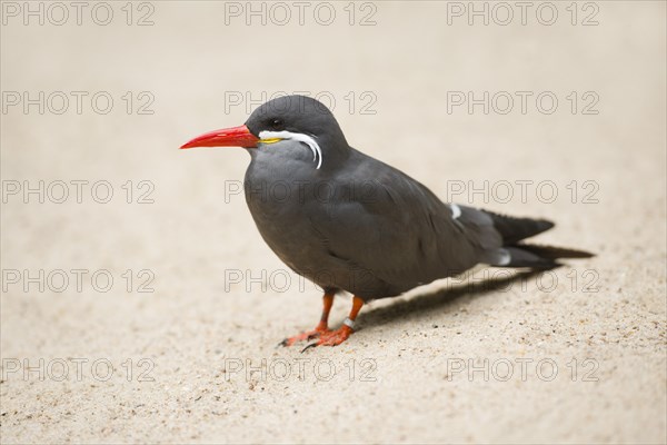 Inca Tern (Larosterna inca)