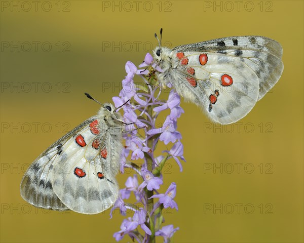 Apollo Butterflies (Parnassius apollo)