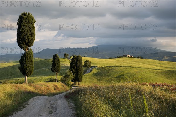 Landscape with dirt road and cypresses