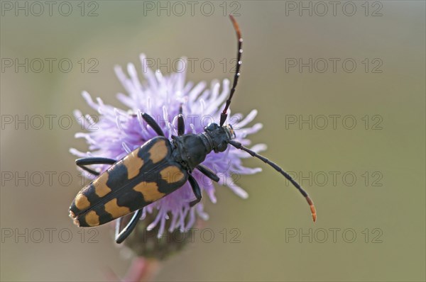 Capricorn beetle (Strangalia attenuata)