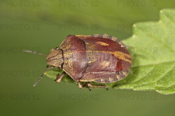 Shield Bug species (Eurygaster testudinaria)