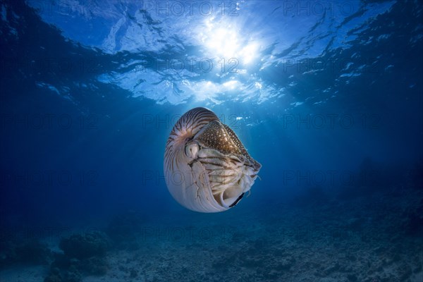 Nautilus (Nautilus belauensis)