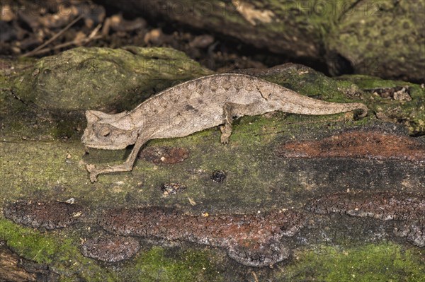 Brown leaf chameleon (Brookesia superciliaris)