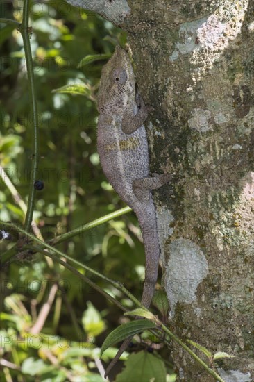 Elephant-eared Chameleon or Short-horned Chameleon (Calumma brevicornis)