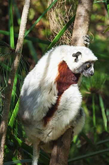 Coquerel's Sifaka (Propithecus coquereli)