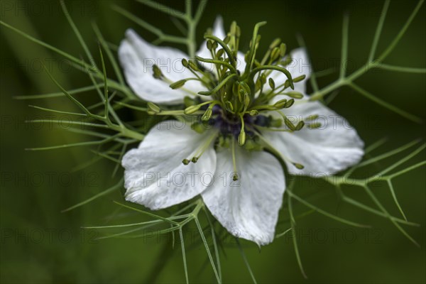 Love-in-a-mist (Nigella damascena)