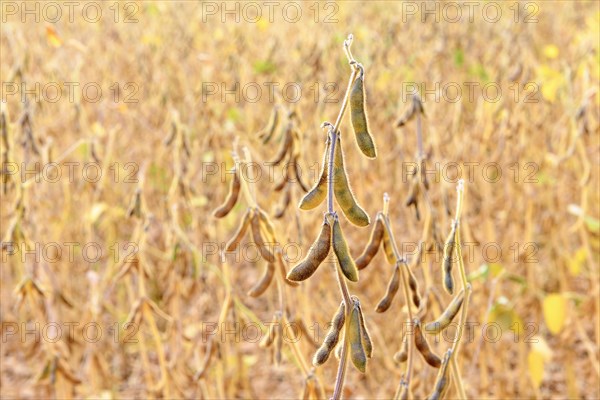 Soya beans (Glycine max) with ripe pods