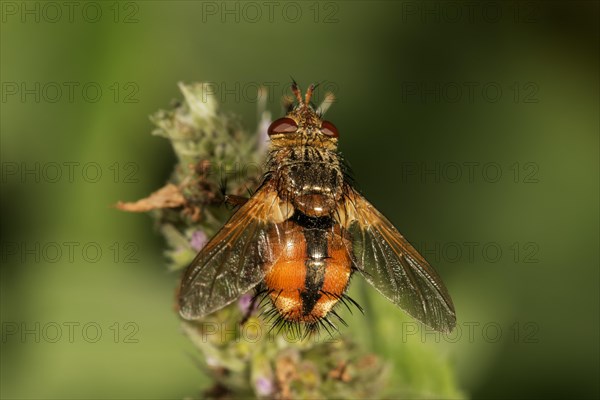 Parasitic fly