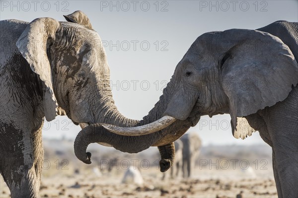 African elephants (Loxodonta africana) communicate at a waterhole