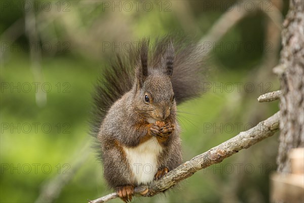 Eurasian red squirrel (Sciurus vulgaris)