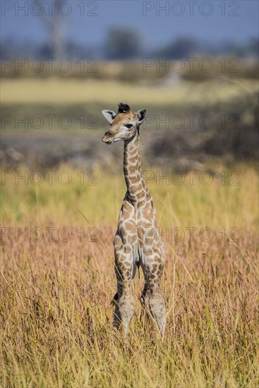Angolan Giraffe (Giraffa camelopardalis angolensis)