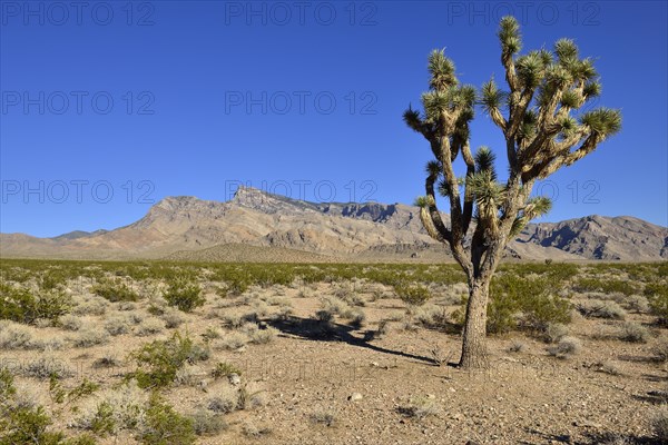 Mojave desert with Joshua tree (Yucca brevifolia)