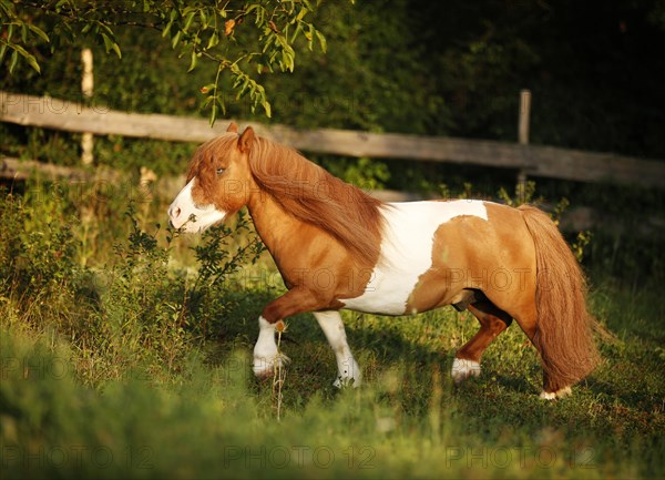 Shetland Pony