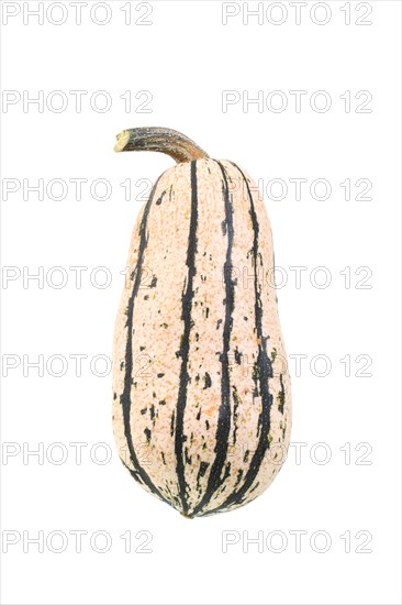 Squash