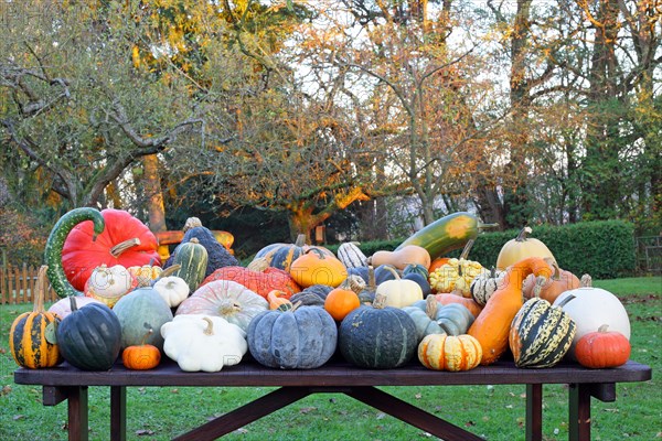 Selection of different varieties of pumpkin in autumn