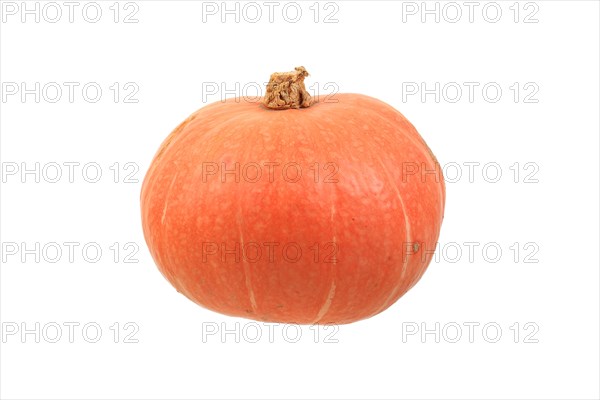 Squash variety