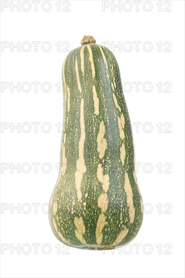 Squash variety