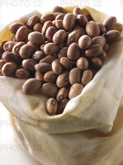 Barlotti beans