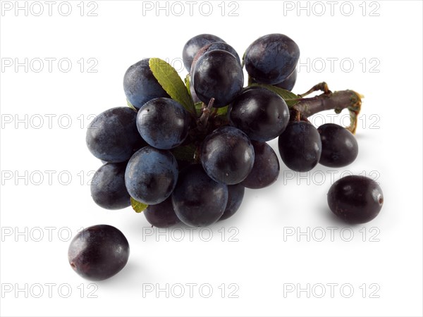 Fresh sloe berries