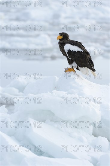 Steller's Sea Eagle (Haliaeetus pelagicus) perched on an ice floe