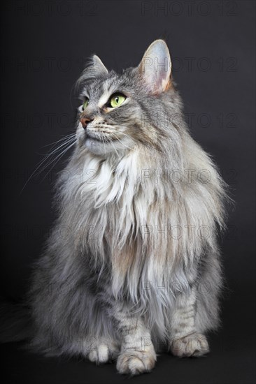 Maine Coon cat