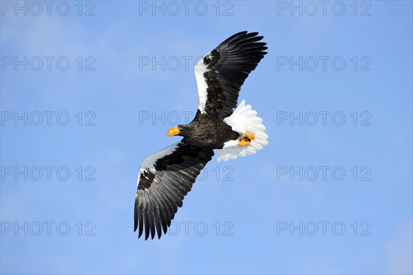 Steller's Sea Eagle (Haliaeetus pelagicus) in flight