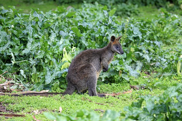 Swamp wallaby (Wallabia bicolor)