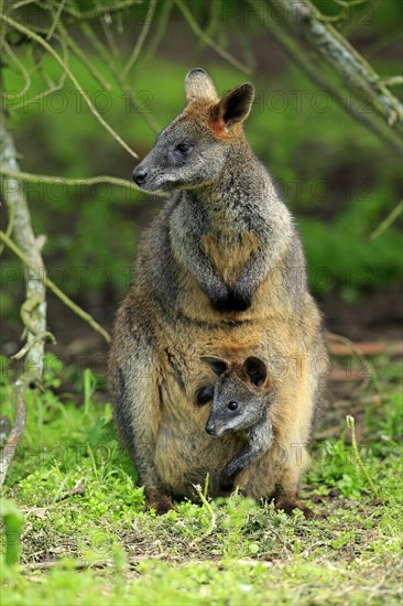 Swamp wallaby (Wallabia bicolor)