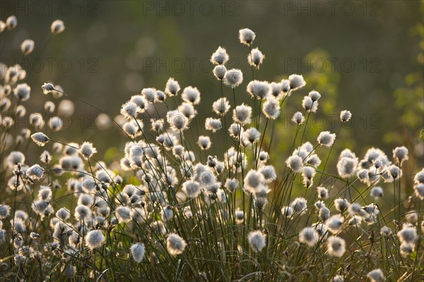 Tussock Cottongrass (Eriophorum vaginatum)