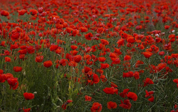 Poppy field in full bloom